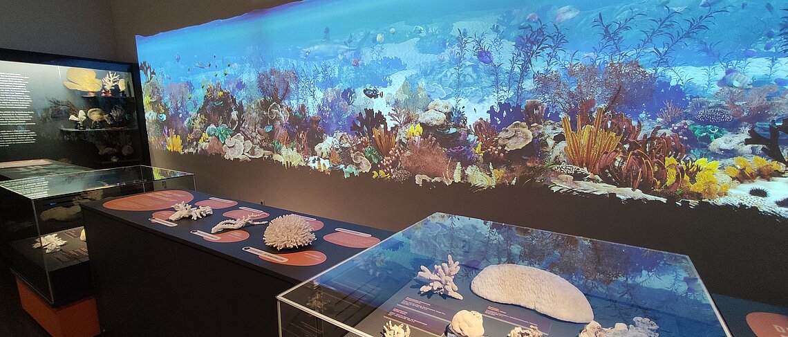 nhm-rudolstadt.de – HEIdigital „Das interaktive Korallenriff“, multimediale Ausstellung mit großflächiger Unterwasserprojektion, Korallenmodellen und interaktiven Stationen im Naturhistorischen Museum Rudolstadt